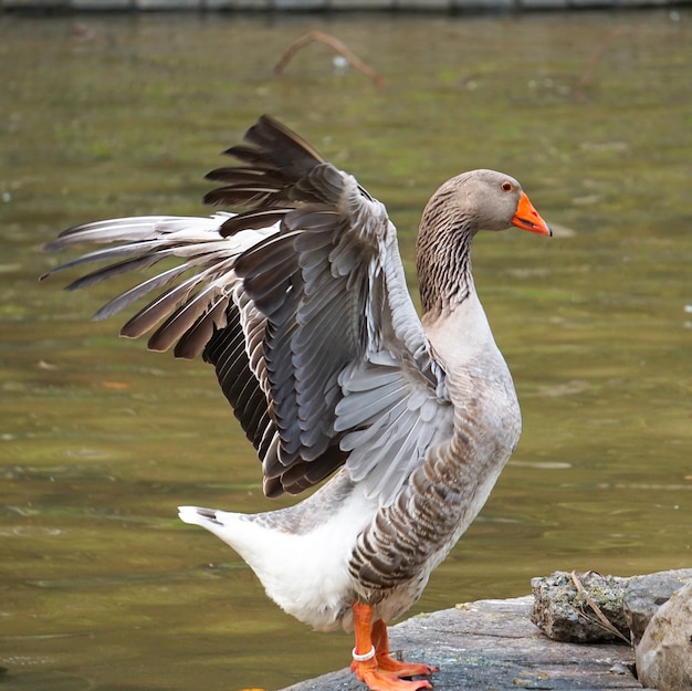 l&#39;oca nel lago nel parco