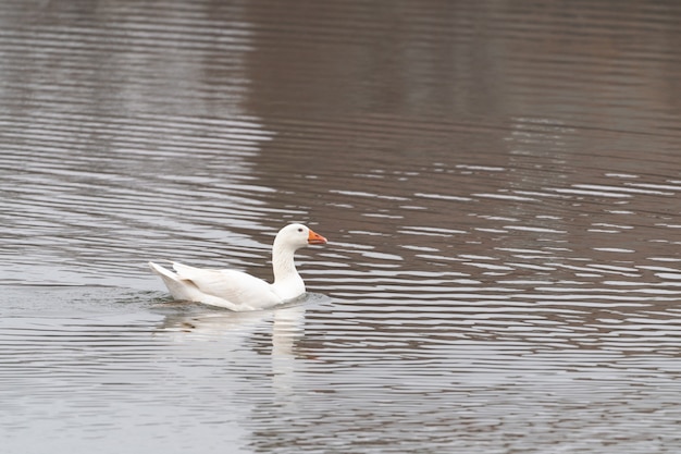 L'oca nuota nel lago