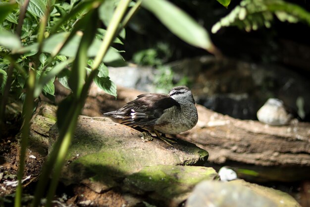 L'oca pigmeo di cotone si trova su una pietra e si pulisce le piume con il becco nettapus coromandelianus