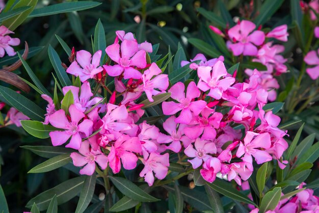 L'oleandro Nerium oleander è una pianta legnosa sempreverde