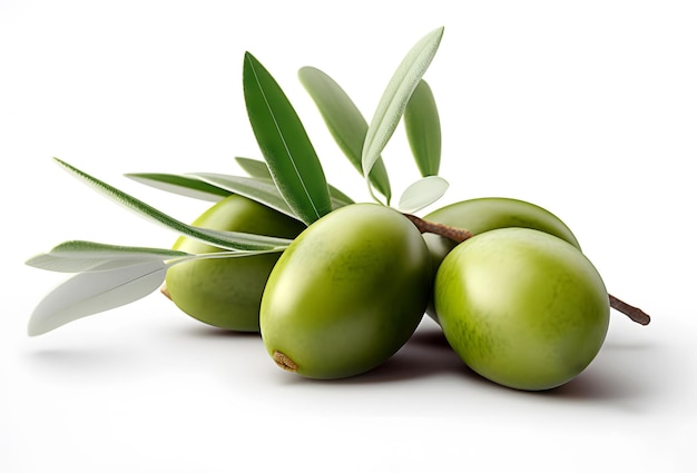L'oliva è un piccolo frutto ovale di colore verde con nocciolo duro e polpa amara, utilizzato come alimento e come fonte di olio