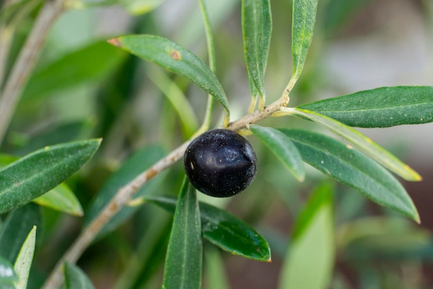 L'oliva nera sull'albero