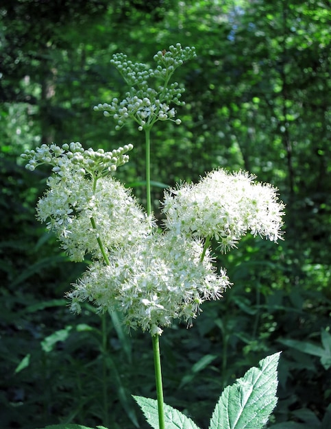 L'olmaria in fiore è una pianta di palude con un odore delizioso