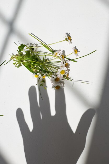 L'ombra a mano prende bouquet margherite fiori di camomilla Estetica concetto di luce solare minima