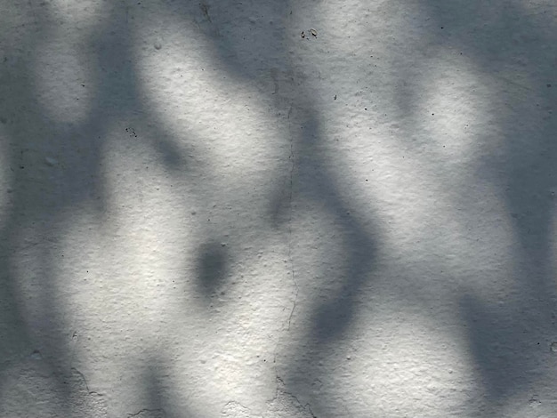 L'ombra degli alberi su un muro bianco al sole.