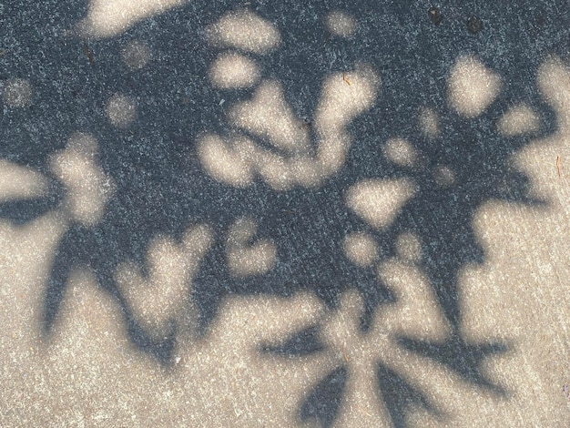 L'ombra di una pianta sul terreno