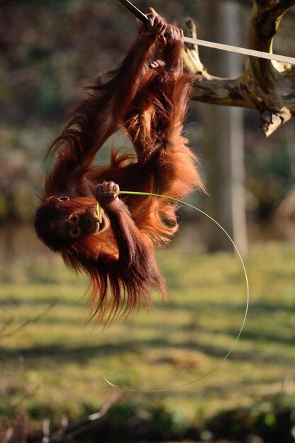 L'orangotan del Borneo appeso a una corda