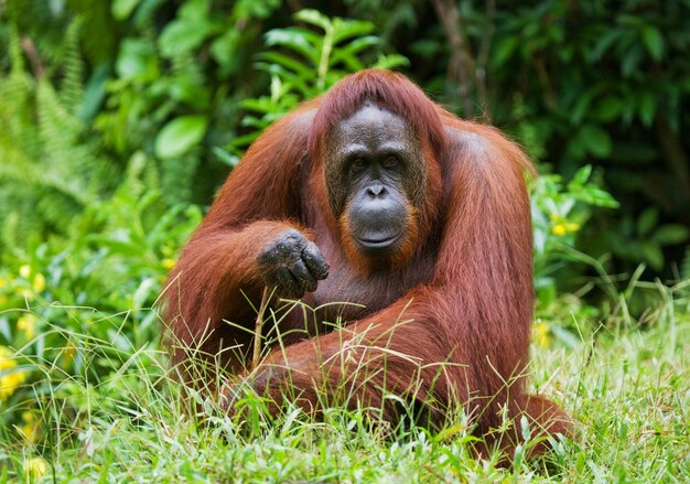 L'orangutan è seduto sull'erba. Indonesia. L'isola di Kalimantan (Borneo).