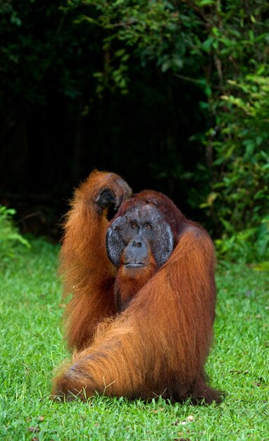 L'orangutan maschio dominante è seduto per terra. Indonesia. L'isola di Kalimantan (Borneo).
