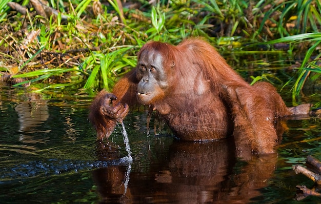 L'orangutan sta bevendo acqua dal fiume nella giungla. Indonesia. L'isola di Kalimantan (Borneo).