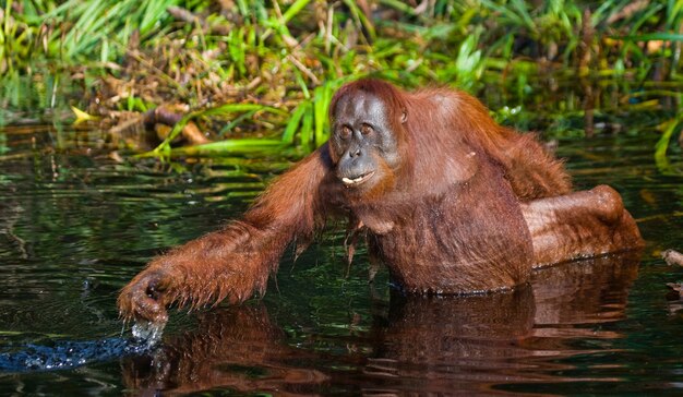 L'orangutan sta bevendo acqua dal fiume nella giungla. Indonesia. L'isola di Kalimantan (Borneo).