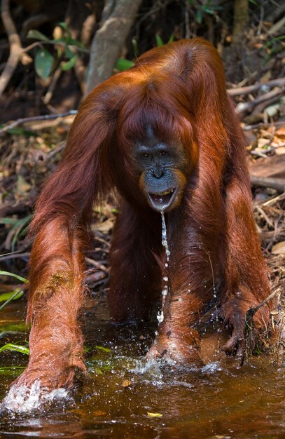 L'orangutan sta bevendo acqua dal fiume nella giungla. Indonesia. L'isola di Kalimantan (Borneo).