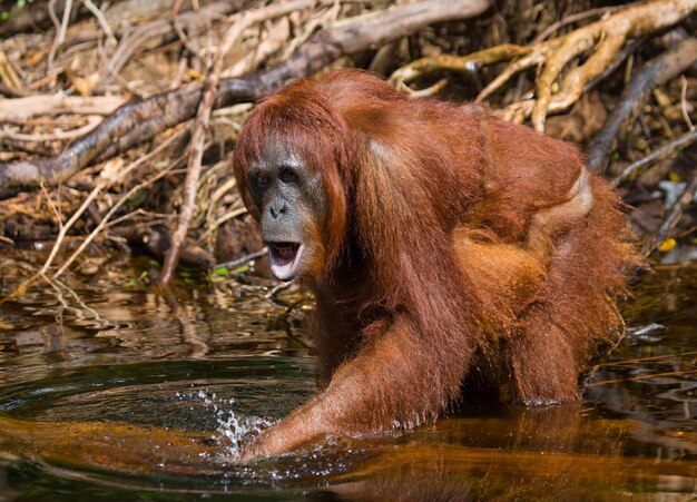 L'orangutan sta bevendo acqua dal fiume nella giungla. Indonesia. L'isola di Kalimantan (Borneo).