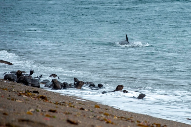 L'orca assassina attacca un leone marino di foca sulla spiaggia