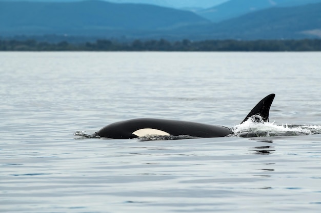 L'orca di Bigg nel mare circondato dalle colline nell'isola di Vancouver in Canada