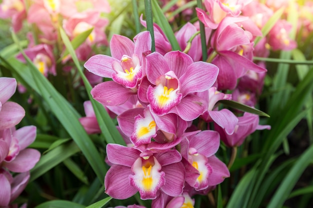 L&#39;orchidea del Cymbidium o l&#39;orchidea della barca hanno spighe floreali molto decorative.