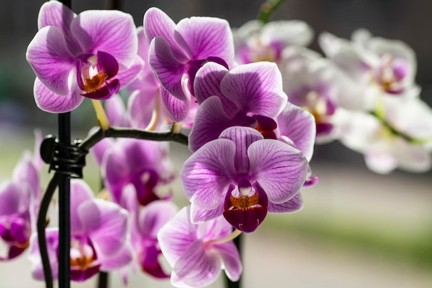 L'orchidea è un fiore tropicale decorativo Phalaenopsis Messa a fuoco selettiva del primo piano in controluce