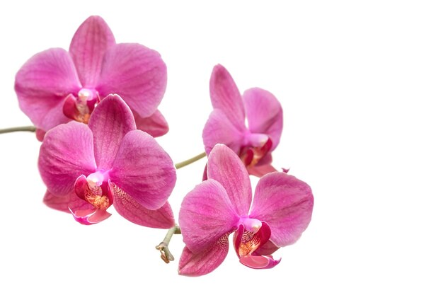 L'orchidea porpora fiorisce la phalaenopsis su bianco