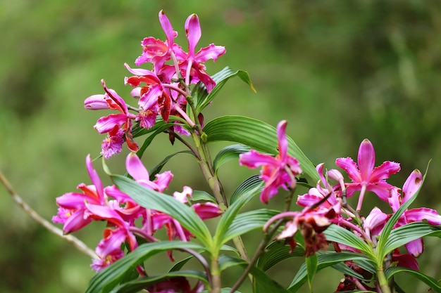 L'orchidea selvaggia rosa viva fiorisce sulla montagna di Huayna Picchu, Machu Picchu, Cusco, Perù