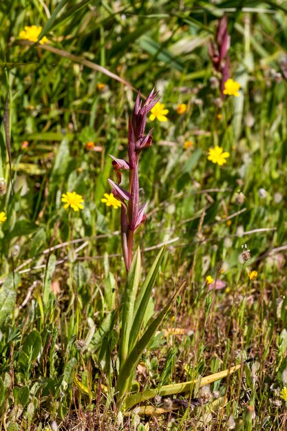 L'orchidea Serapias lingua nell'habitat naturale