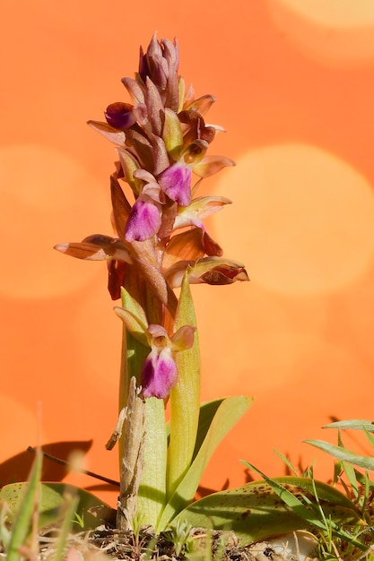 L'Orchis collina è una specie terrestre della famiglia delle orchidee