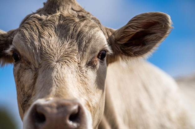 L'orecchio di una mucca sporge dal viso