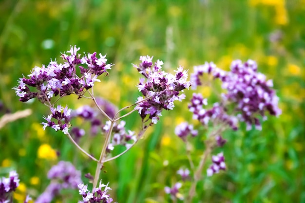 L'origano selvaggio fiorisce in un prato dell'estate