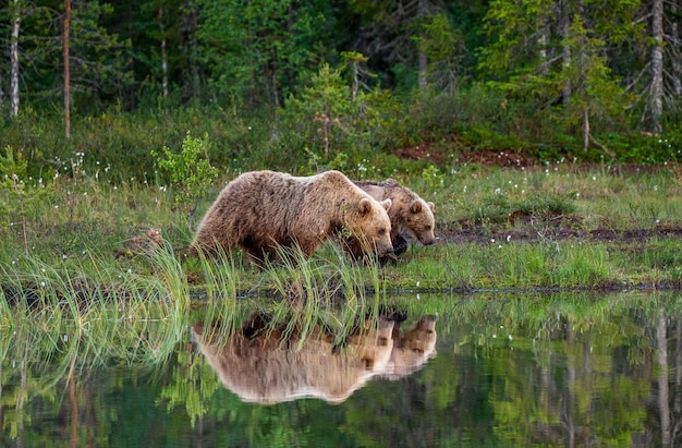 L'orsa con un cucciolo di orso cammina lungo il bordo di un lago nella foresta con uno straordinario riflesso