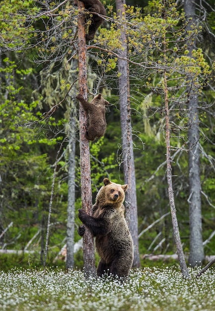 L'orsa è in piedi vicino a un albero ei suoi cuccioli sono su un albero