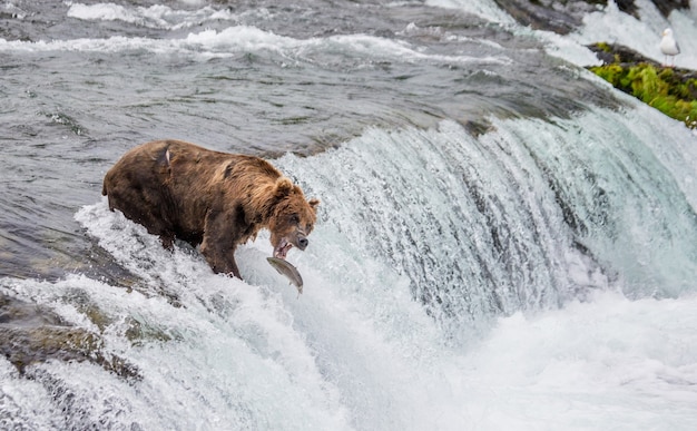 L'orso bruno cattura un salmone nel fiume nel Parco Nazionale di Katmai, Alaska, USA