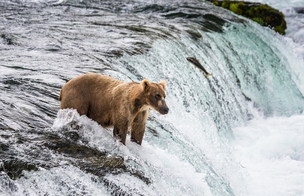 L'orso bruno cattura un salmone nel fiume. STATI UNITI D'AMERICA. Alaska. Parco nazionale di Katmai.