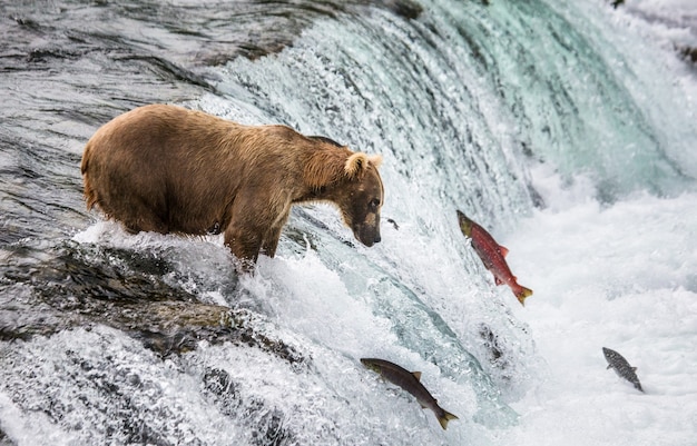 L'orso bruno cattura un salmone nel fiume. STATI UNITI D'AMERICA. Alaska. Parco nazionale di Katmai.