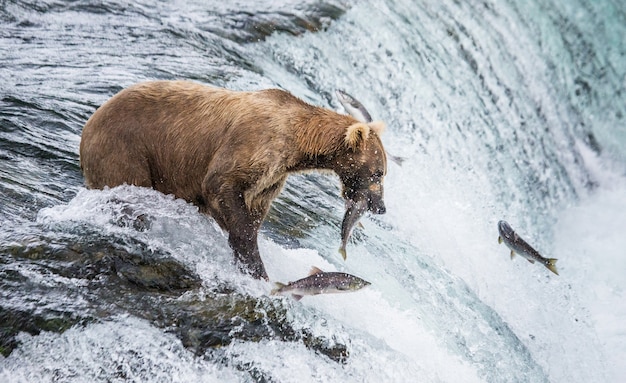 L'orso bruno cattura un salmone nel fiume. STATI UNITI D'AMERICA. Alaska. Parco nazionale di Katmai.