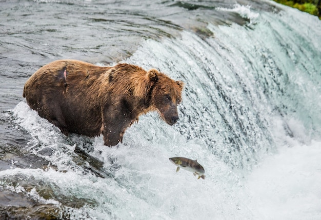 L'orso bruno cattura un salmone nel fiume