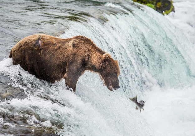 L'orso bruno cattura un salmone nel fiume