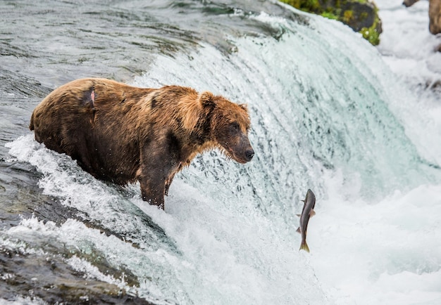 L'orso bruno cattura un salmone nel fiume