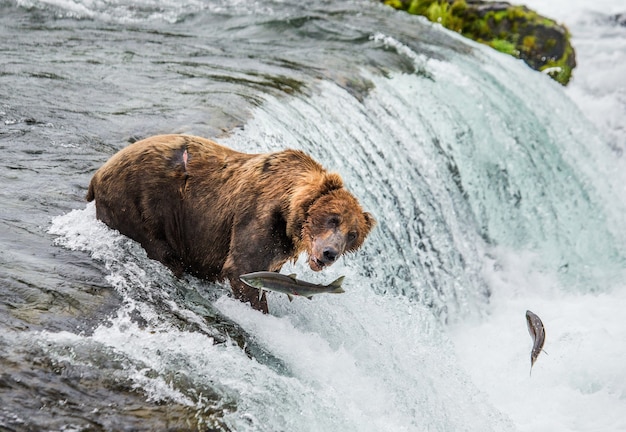 L'orso bruno cattura un salmone nel fiume