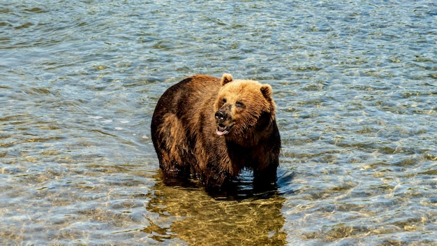 L'orso bruno della Kamchatka sul lago Kuril