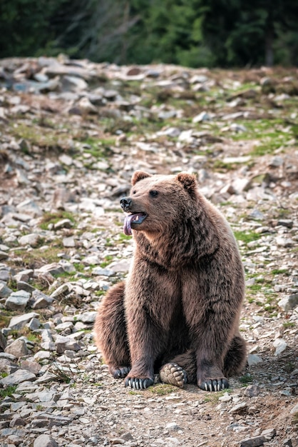 L'orso bruno divertente mostra la sua lingua