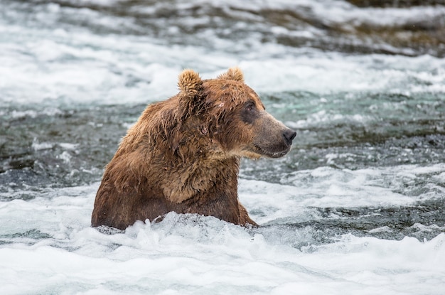 L'orso bruno è in piedi nel fiume nel Parco Nazionale di Katmai, Alaska, USA