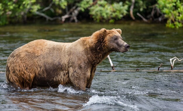 L'orso bruno è in piedi nel fiume nel Parco Nazionale di Katmai, Alaska, USA