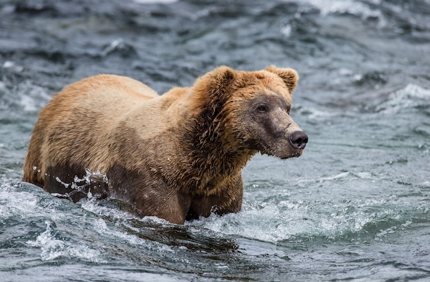 L'orso bruno è in piedi nel fiume nel Parco Nazionale di Katmai, Alaska, USA