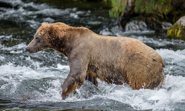 L'orso bruno è in piedi nel fiume nel Parco Nazionale di Katmai, Alaska, USA