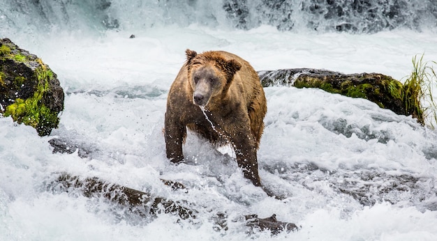 L'orso bruno è in piedi nel fiume. STATI UNITI D'AMERICA. Alaska. Parco nazionale di Katmai.