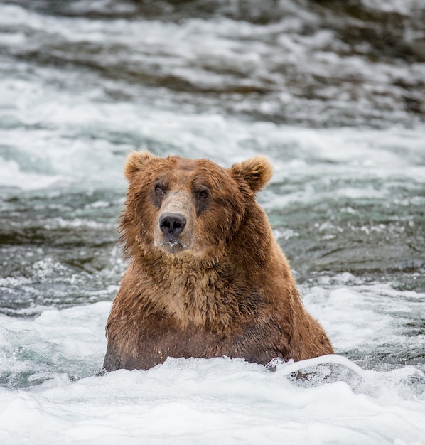 L'orso bruno è in piedi nel fiume. STATI UNITI D'AMERICA. Alaska. Parco nazionale di Katmai.