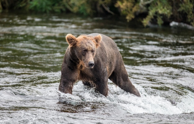 L'orso bruno è in piedi nel fiume