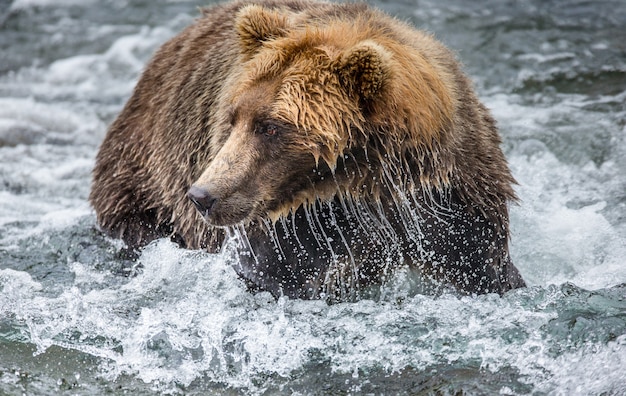 L'orso bruno è in piedi nel fiume