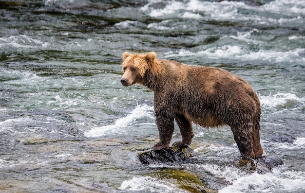 L'orso bruno è in piedi nel fiume