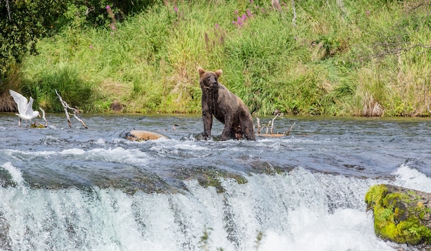 L'orso bruno è in piedi su una roccia in mezzo al fiume su uno sfondo di un paesaggio mozzafiato nel Parco Nazionale di Katmai, Alaska, Stati Uniti