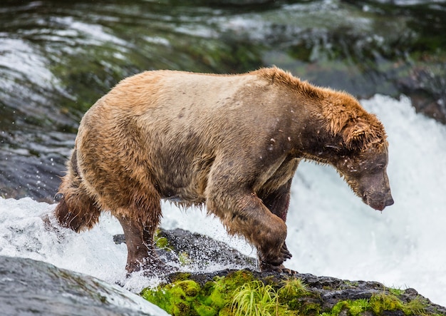 L'orso bruno è in piedi su una roccia nel mezzo del fiume